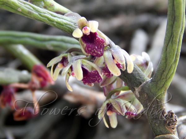 Luisia trichorrhiza HairyRoot Luisia